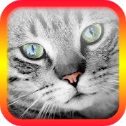 Скачать взломанную Переводчик на кошачий язык [Бесконечные деньги] версия 5.5 apk на Андроид