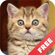 Скачать Звуки котов - поиграй с котами [Без кеша] версия 1.19 apk на Андроид