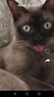 Скачать Смешные видео котиков, прикольные гифки, бесплатно [Полный доступ] версия 1.0.0 apk на Андроид