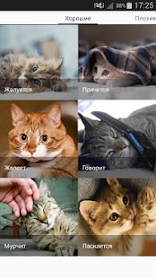 Скачать Звуки котов - поиграй с котами [Без кеша] версия 1.19 apk на Андроид